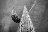Reach For The Clouds
