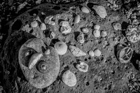 Shells